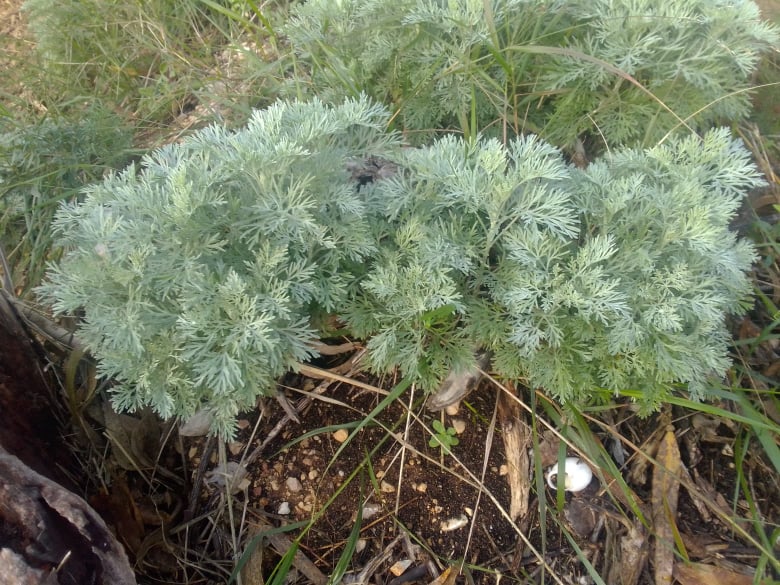 1 pianta di Artemisia arborescens ** Assenzio arboreo vq7-7x7x10